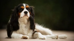 Kavaler-král charles spaniel
